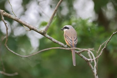 Great tit sitting on a tree branch in the park
