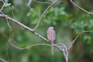 Great tit sitting on a tree branch in the park