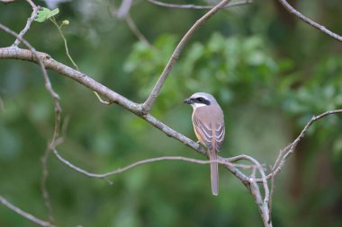Great tit sitting on a tree branch in the park