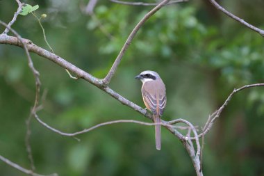 Great tit sitting on a tree branch in the park
