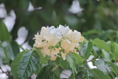 İlkbahar mevsiminde Crateva Unilocularis çiçek açar. Doğal arkaplan