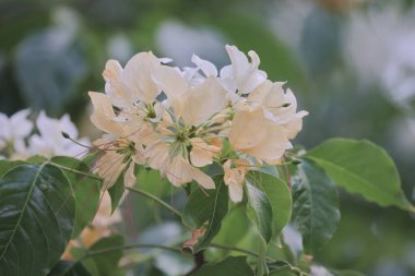 İlkbahar mevsiminde Crateva Unilocularis çiçek açar. Doğal arkaplan