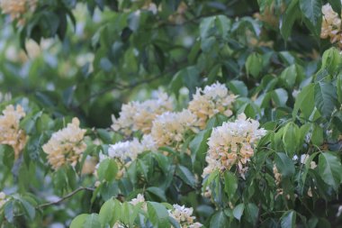 İlkbahar mevsiminde Crateva Unilocularis çiçek açar. Doğal arkaplan