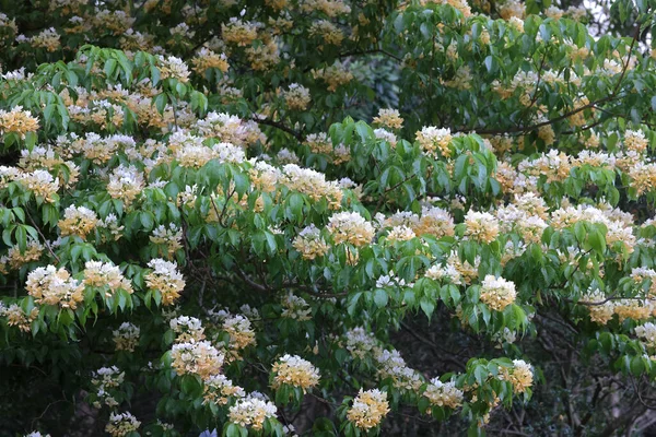 Crateva Unilocularis Blossom Springtime Season Natural Background — Stock Photo, Image