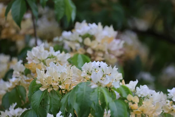 İlkbahar mevsiminde Crateva Unilocularis çiçek açar. Doğal arkaplan
