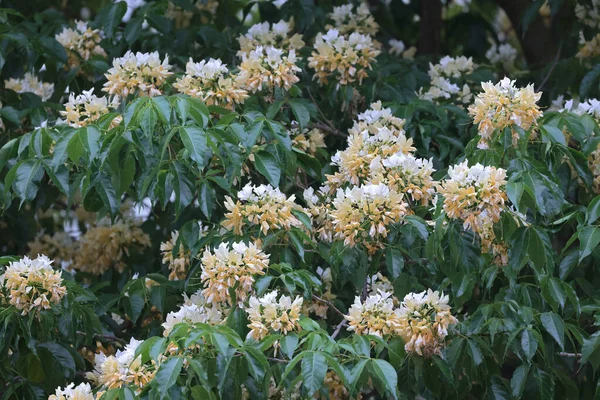 İlkbahar mevsiminde Crateva Unilocularis çiçek açar. Doğal arkaplan