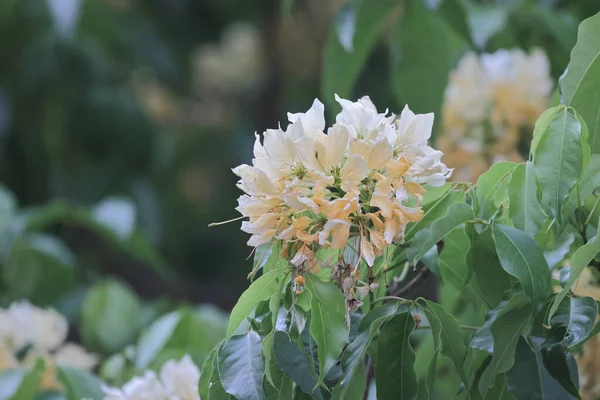 İlkbahar mevsiminde Crateva Unilocularis çiçek açar. Doğal arkaplan