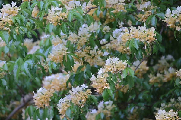 Crateva Unilocularis Blühen Frühling Natürlicher Hintergrund — Stockfoto