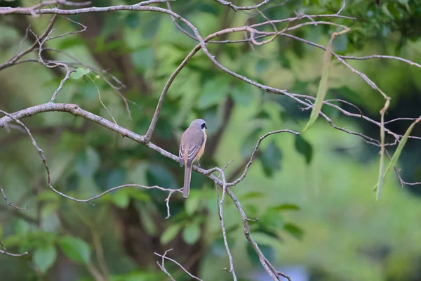 Great tit sitting on a tree branch in the park