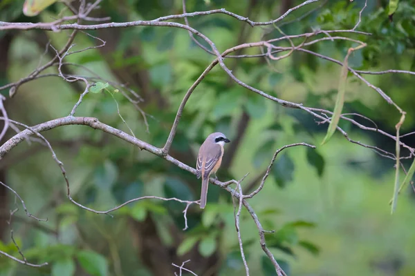 Great tit sitting on a tree branch in the park