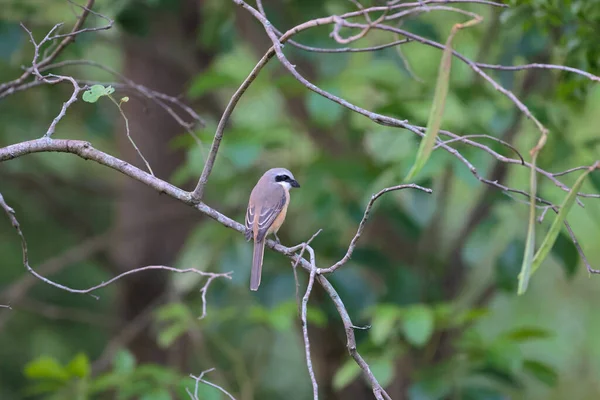 Great tit sitting on a tree branch in the park