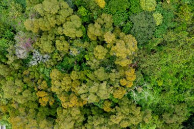30 Nisan 2022 Akasya konfeksiyonu, uzun yeşil yapraklı çalılar ve küçük sarı çiçekler.