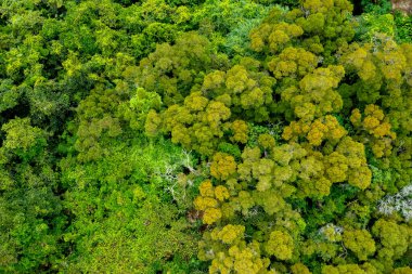 30 Nisan 2022 Akasya konfeksiyonu, uzun yeşil yapraklı çalılar ve küçük sarı çiçekler.