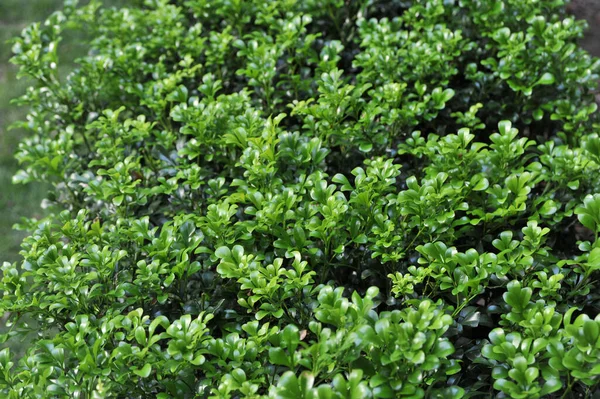 Fresh Green Hosta Plant Leaves Organic Cosmetics Wellness Spa — 图库照片