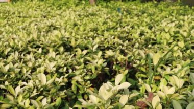 Bahar parkındaki bitki yaprakları manzarası