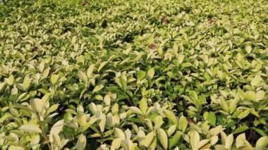 Bahar parkındaki bitki yaprakları manzarası