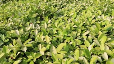 Bahar parkındaki bitki yaprakları manzarası