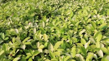 Bahar parkındaki bitki yaprakları manzarası