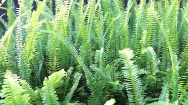 Yeşil eğreltiotu kökleri ve yaprakları, eğreltiotu arka planı