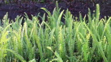 Yeşil eğreltiotu kökleri ve yaprakları, eğreltiotu arka planı