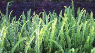 Yeşil eğreltiotu kökleri ve yaprakları, eğreltiotu arka planı