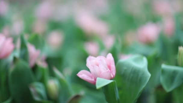 Růžový Triumf Trvalý Tulipán Kvetoucí Dubnové Zahradě — Stock video