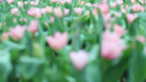 Růžový Triumf Trvalý Tulipán Kvetoucí Dubnové Zahradě — Stock video