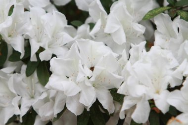 Bahar bahçesinde güzel bir çınar çiçeği.