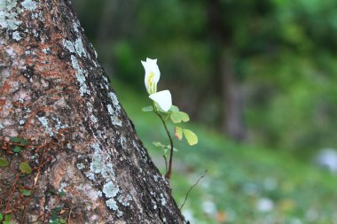 Bauhinia variegata 'nın beyazı Yuen long' da.