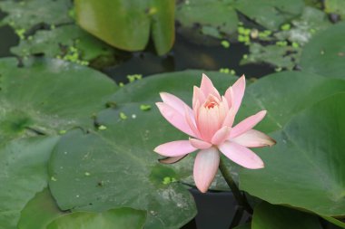 Su zambağı ya da nilüfer çiçeği Su Havuzu 'nda yüzer