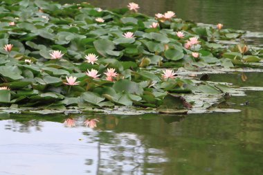 Su zambağı ya da nilüfer çiçeği Su Havuzu 'nda yüzer