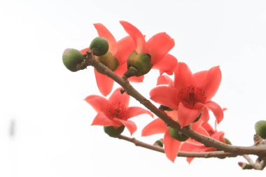 Bombax Ceiba, Doğu 'da bulunan popüler bir süs ağacı.