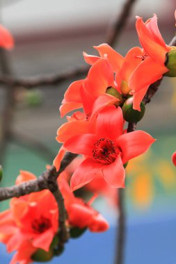 Bombax Ceiba, Doğu 'da bulunan popüler bir süs ağacı.