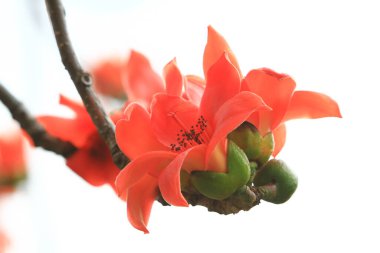 Bombax Ceiba, Doğu 'da bulunan popüler bir süs ağacı.