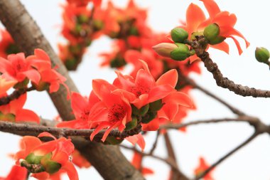 Bombax Ceiba, Doğu 'da bulunan popüler bir süs ağacı.