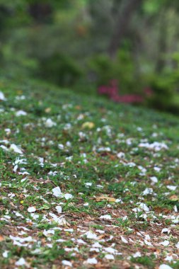 Parktaki çimenlikteki orkide yaprağı.