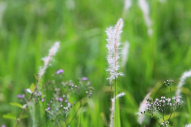 Çimlerle kaplı bulanık bir pınar. 