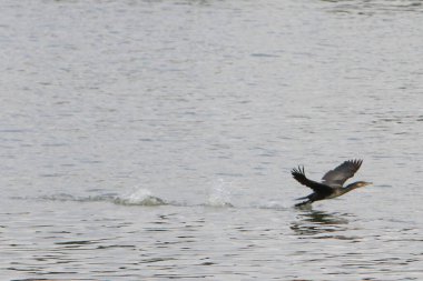 Yırtıcı kuş, arka planda orman, doğal yaşam ortamında hayvan, vahşi yaşam.