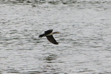 Yırtıcı kuş, arka planda orman, doğal yaşam ortamında hayvan, vahşi yaşam.