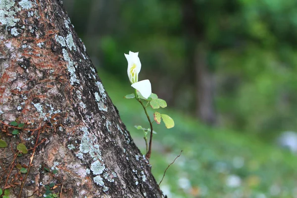 Biały Bauhinia Variegata Yuen Long — Zdjęcie stockowe