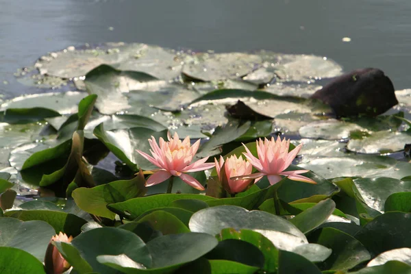 Lilia Wodna Lub Kwiat Lotosu Pływające Stawie Wodnym — Zdjęcie stockowe