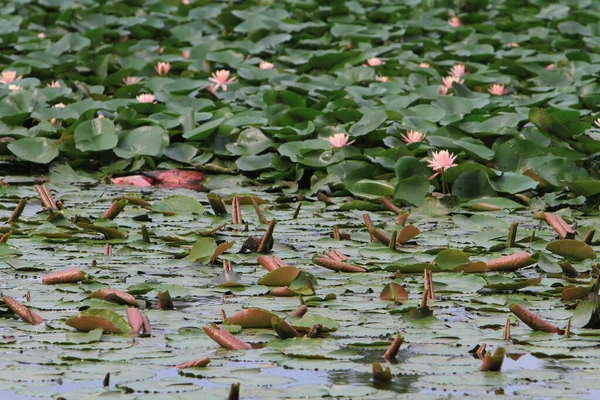 Su zambağı ya da nilüfer çiçeği Su Havuzu 'nda yüzer