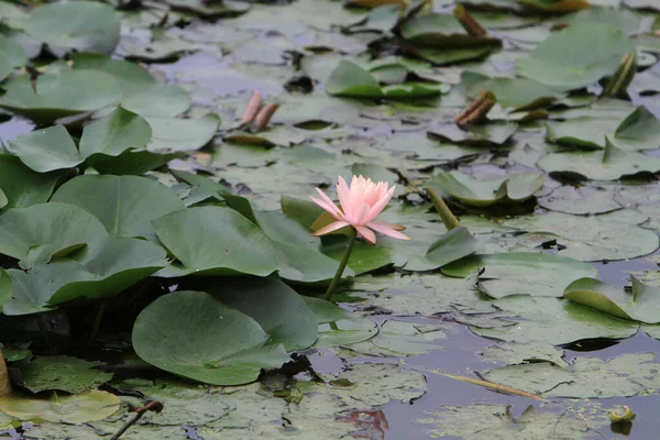 Su zambağı ya da nilüfer çiçeği Su Havuzu 'nda yüzer