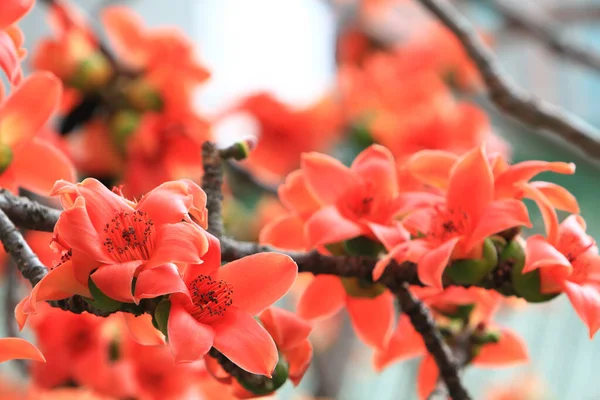 Bombax Ceiba, Doğu 'da bulunan popüler bir süs ağacı.