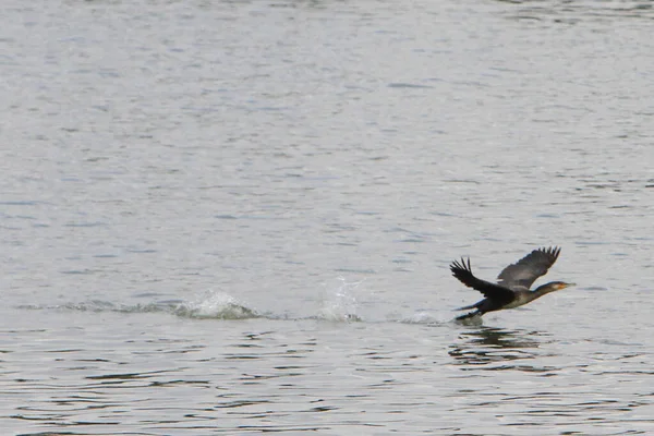 Yırtıcı kuş, arka planda orman, doğal yaşam ortamında hayvan, vahşi yaşam.