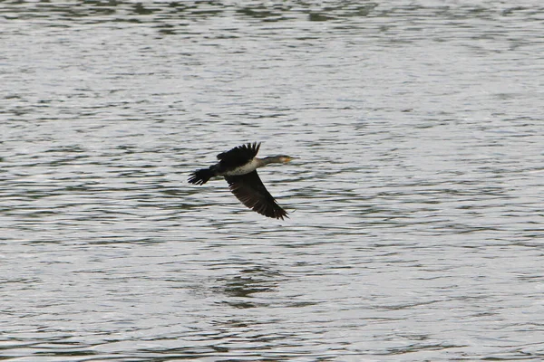 Yırtıcı kuş, arka planda orman, doğal yaşam ortamında hayvan, vahşi yaşam.