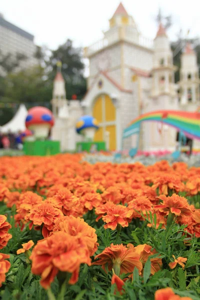 Marigold Grubunun Anlamı Refah Parlak Şimşek — Stok fotoğraf