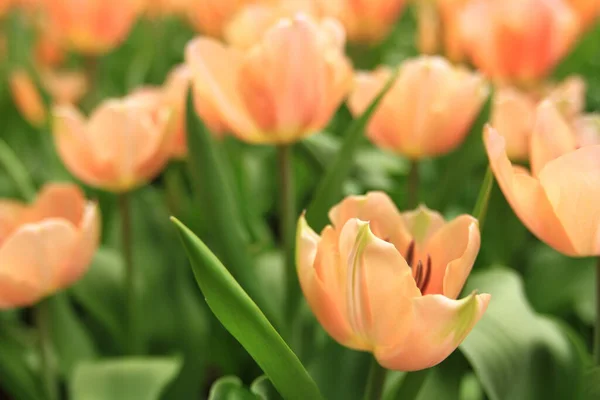 Kolorowe Pola Kwiatów Tulipanów Sezonie Wiosennym Pomarańczowy Tulipan — Zdjęcie stockowe