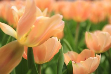 Bahar mevsiminde lale çiçekleriyle dolu tarla, turuncu lale.