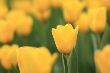 Tulipa 'nın vurulması, Özgür Adam Nisan' da bir bahçede çiçek açtı. 